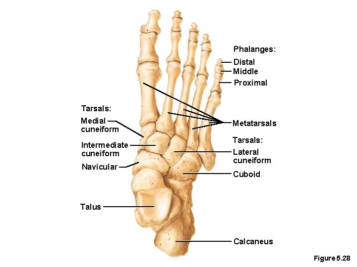 Phalanges: Distal Middle Proximal Tarsals: Medial cuneiform Metatarsals Intermediate cuneiform Tarsals: Lateral cuneiform Navicular