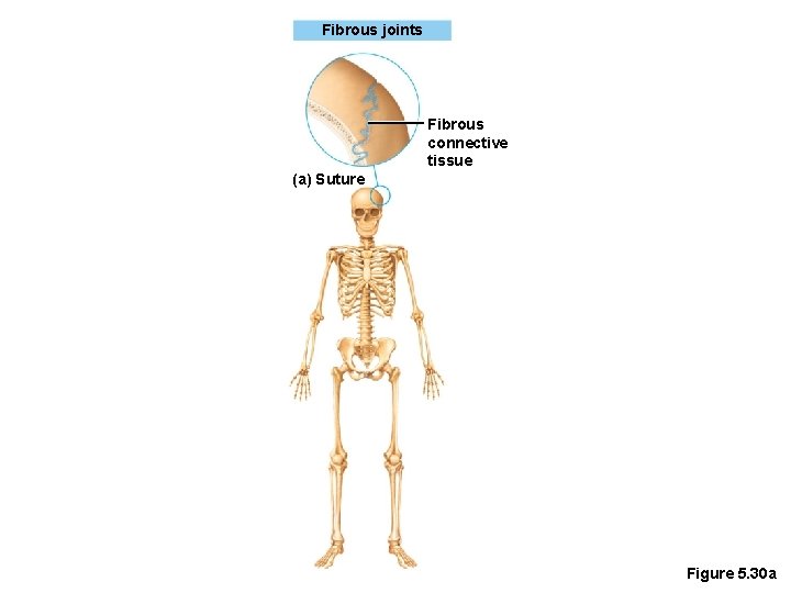 Fibrous joints Fibrous connective tissue (a) Suture Figure 5. 30 a 