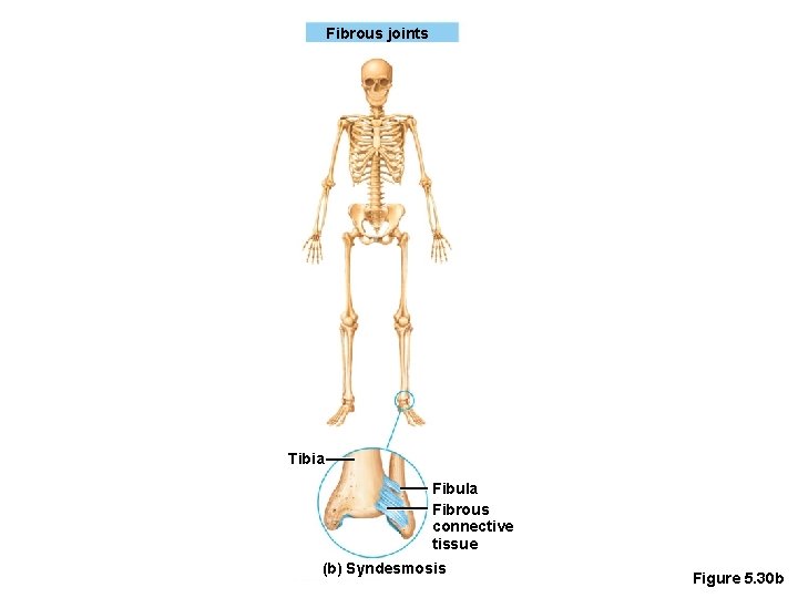 Fibrous joints Tibia Fibula Fibrous connective tissue (b) Syndesmosis Figure 5. 30 b 