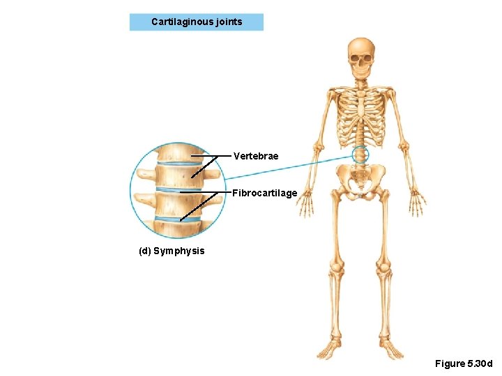 Cartilaginous joints Vertebrae Fibrocartilage (d) Symphysis Figure 5. 30 d 