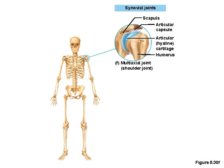 Synovial joints Scapula Articular capsule Articular (hyaline) cartilage Humerus (f) Multiaxial joint (shoulder joint)