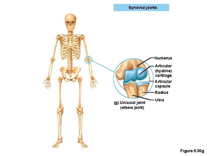 Synovial joints Humerus Articular (hyaline) cartilage Articular capsule Radius (g) Uniaxial joint (elbow joint)
