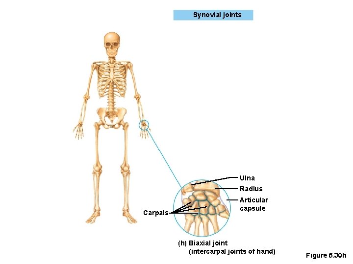 Synovial joints Ulna Radius Carpals Articular capsule (h) Biaxial joint (intercarpal joints of hand)