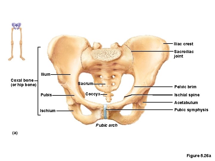 lliac crest Sacroiliac joint llium Coxal bone (or hip bone) Sacrum Pubis Pelvic brim