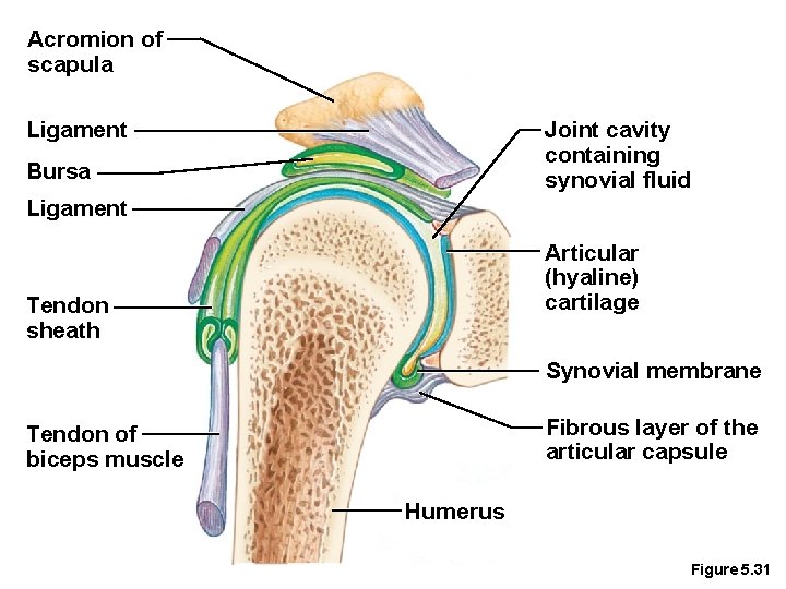 Acromion of scapula Ligament Joint cavity containing synovial fluid Bursa Ligament Articular (hyaline) cartilage