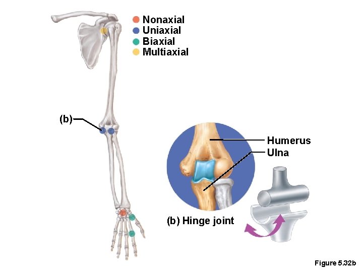 Nonaxial Uniaxial Biaxial Multiaxial (b) Humerus Ulna (b) Hinge joint Figure 5. 32 b