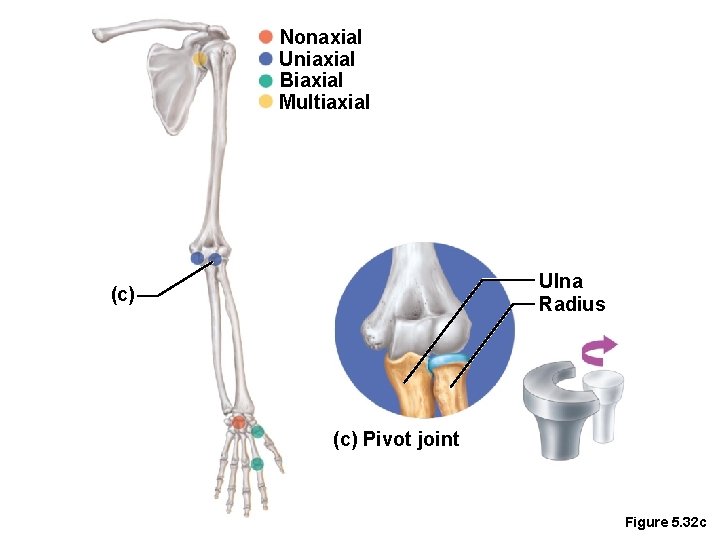 Nonaxial Uniaxial Biaxial Multiaxial Ulna Radius (c) Pivot joint Figure 5. 32 c 