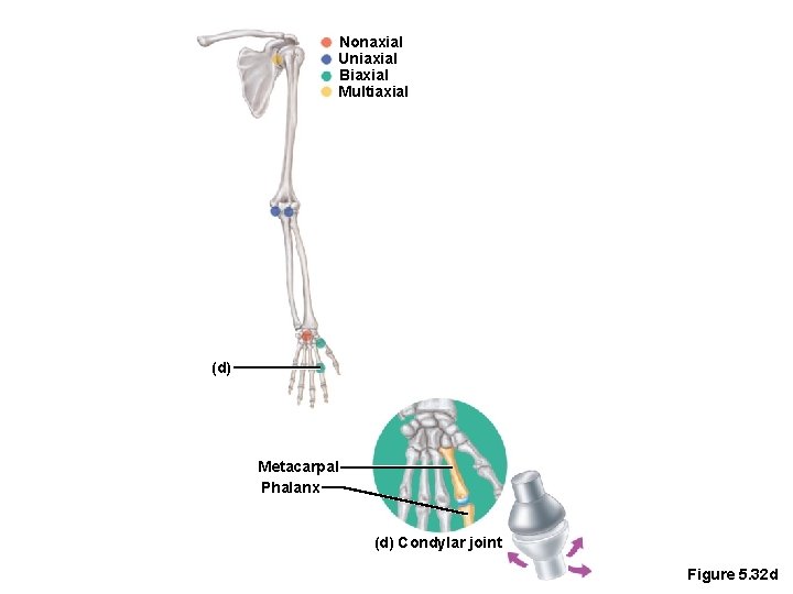 Nonaxial Uniaxial Biaxial Multiaxial (d) Metacarpal Phalanx (d) Condylar joint Figure 5. 32 d