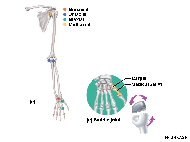 Nonaxial Uniaxial Biaxial Multiaxial Carpal Metacarpal #1 (e) Saddle joint Figure 5. 32 e