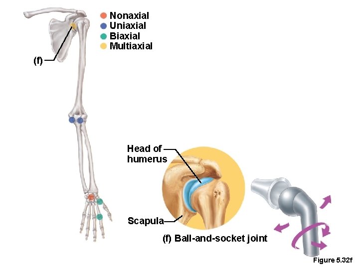 Nonaxial Uniaxial Biaxial Multiaxial (f) Head of humerus Scapula (f) Ball-and-socket joint Figure 5.