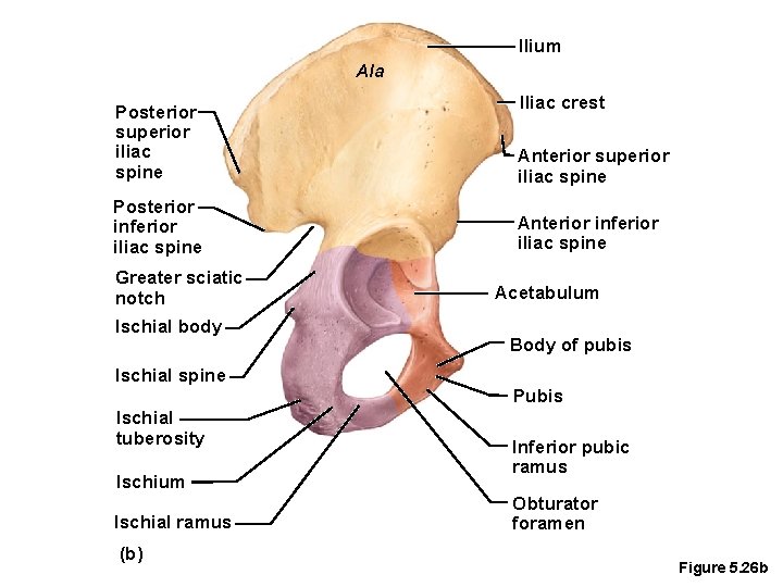 IIium Ala IIiac crest Posterior superior iliac spine Anterior superior iliac spine Posterior inferior