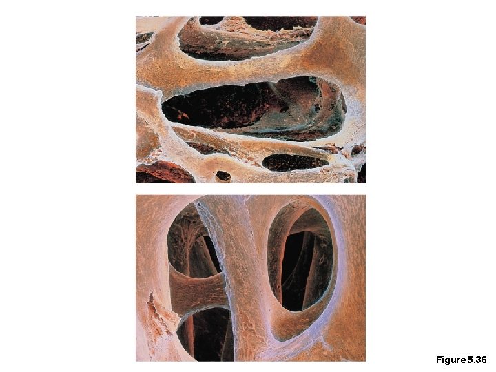 Figure 5. 36 