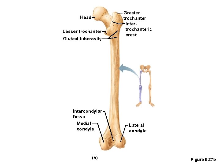 Head Lesser trochanter Gluteal tuberosity Intercondylar fossa Medial condyle (b) Greater trochanter Intertrochanteric crest