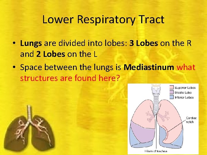 Lower Respiratory Tract • Lungs are divided into lobes: 3 Lobes on the R