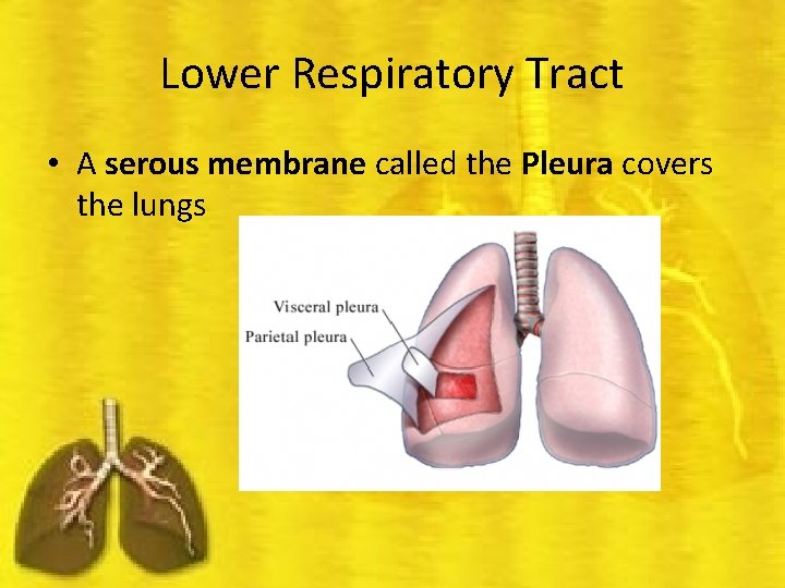 Lower Respiratory Tract • A serous membrane called the Pleura covers the lungs 