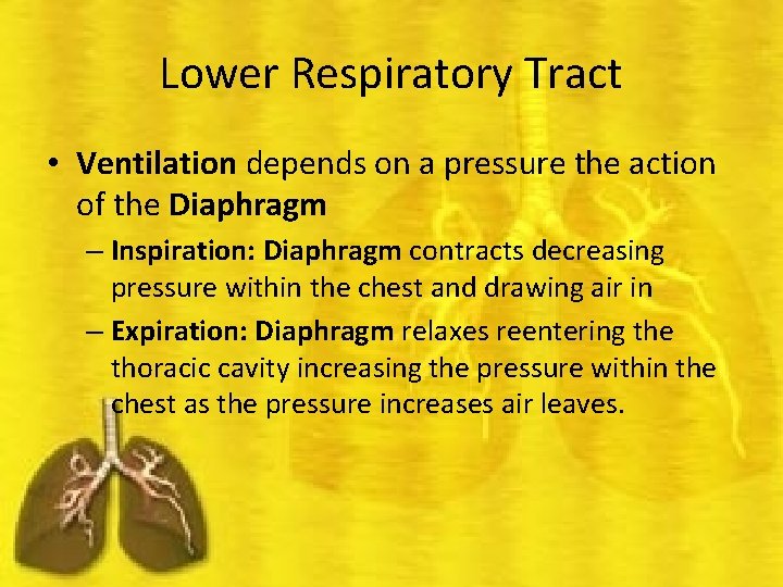 Lower Respiratory Tract • Ventilation depends on a pressure the action of the Diaphragm