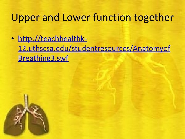 Upper and Lower function together • http: //teachhealthk 12. uthscsa. edu/studentresources/Anatomyof Breathing 3. swf