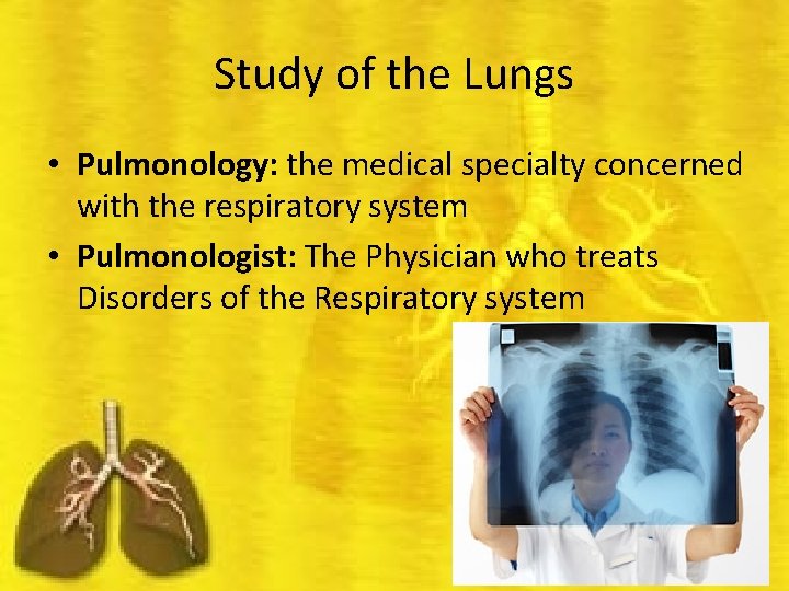 Study of the Lungs • Pulmonology: the medical specialty concerned with the respiratory system