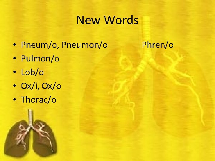 New Words • • • Pneum/o, Pneumon/o Pulmon/o Lob/o Ox/i, Ox/o Thorac/o Phren/o 
