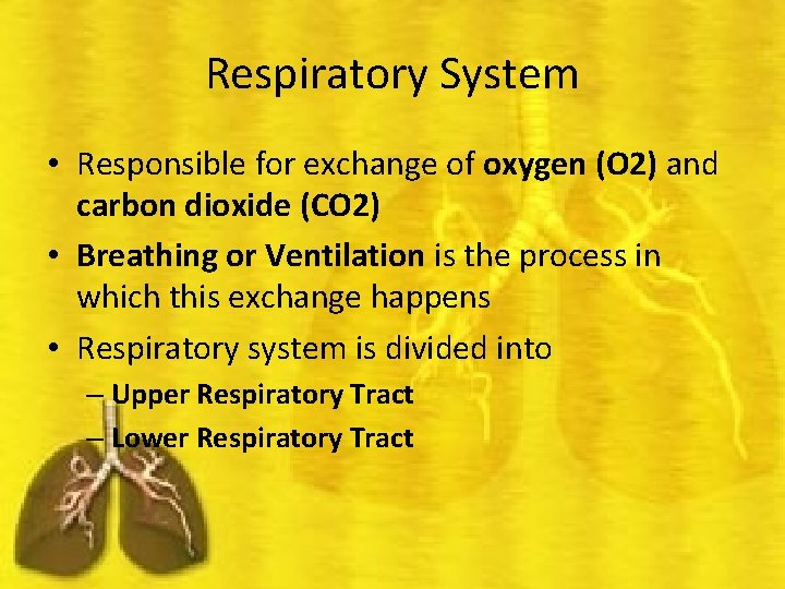 Respiratory System • Responsible for exchange of oxygen (O 2) and carbon dioxide (CO