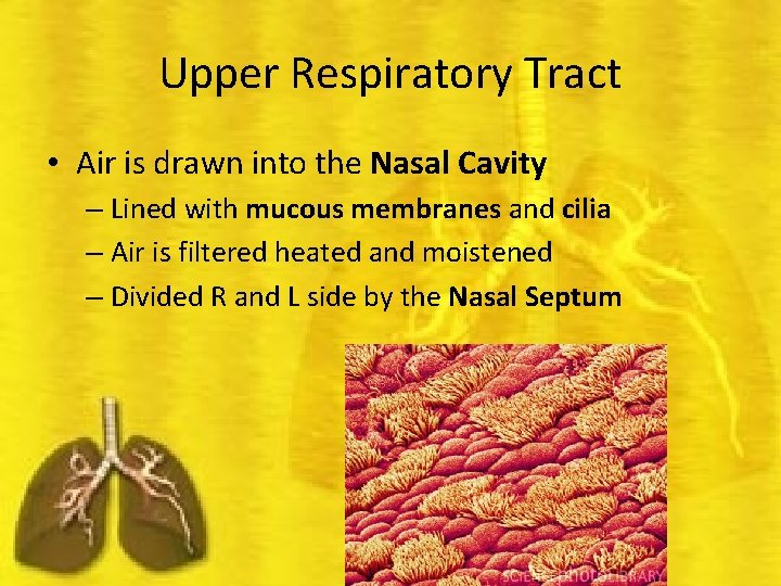 Upper Respiratory Tract • Air is drawn into the Nasal Cavity – Lined with