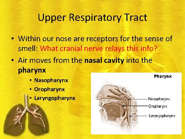 Upper Respiratory Tract • Within our nose are receptors for the sense of smell: