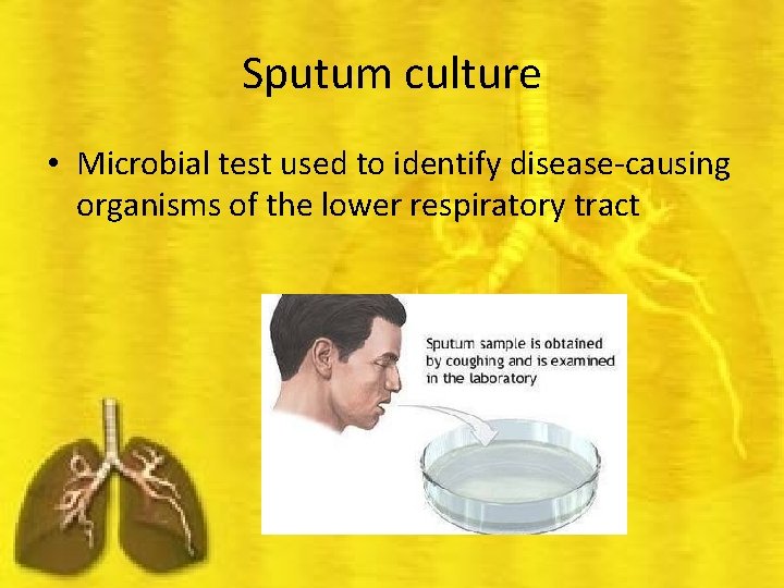 Sputum culture • Microbial test used to identify disease-causing organisms of the lower respiratory