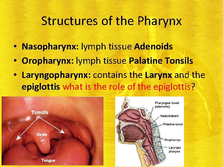 Structures of the Pharynx • Nasopharynx: lymph tissue Adenoids • Oropharynx: lymph tissue Palatine