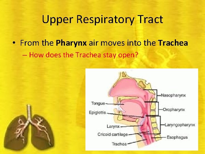 Upper Respiratory Tract • From the Pharynx air moves into the Trachea – How