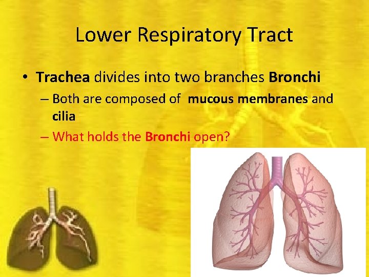 Lower Respiratory Tract • Trachea divides into two branches Bronchi – Both are composed