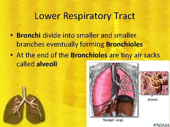 Lower Respiratory Tract • Bronchi divide into smaller and smaller branches eventually forming Bronchioles