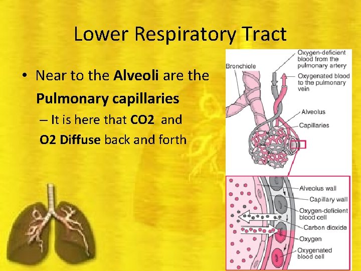 Lower Respiratory Tract • Near to the Alveoli are the Pulmonary capillaries – It