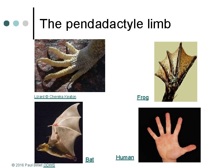 The pendadactyle limb Frog Lizard © Chereka Keaton Bat © 2016 Paul Billiet ODWS