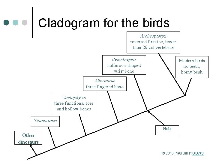 Cladogram for the birds Archeopteryx reversed first toe, fewer than 26 tail vertebrae Velociraptor