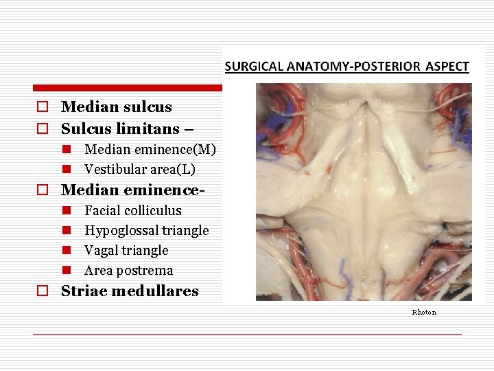 o Median sulcus o Sulcus limitans – n Median eminence(M) n Vestibular area(L) o