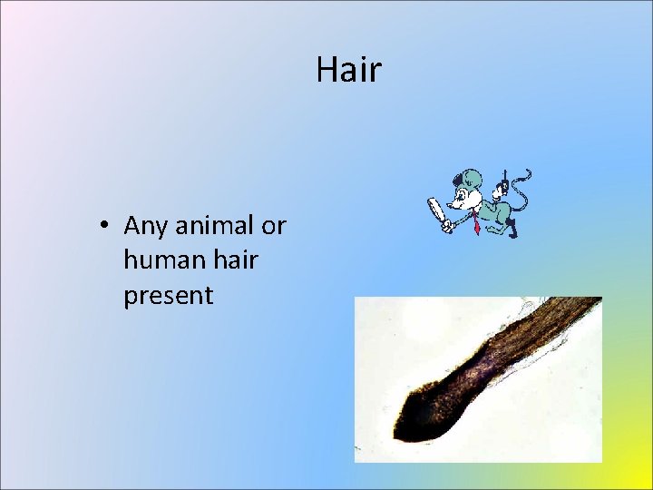 Hair • Any animal or human hair present 