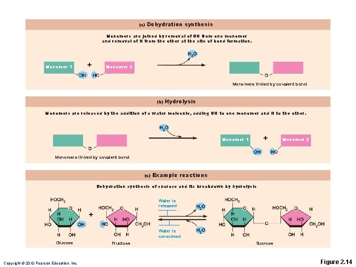 (a) Dehydration synthesis Monomers are joined by removal of OH from one monomer and