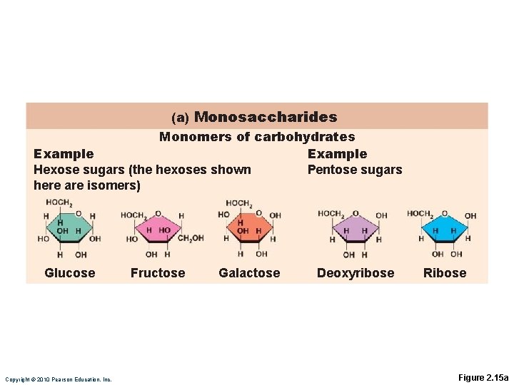 (a) Monosaccharides Monomers of carbohydrates Example Hexose sugars (the hexoses shown Pentose sugars here