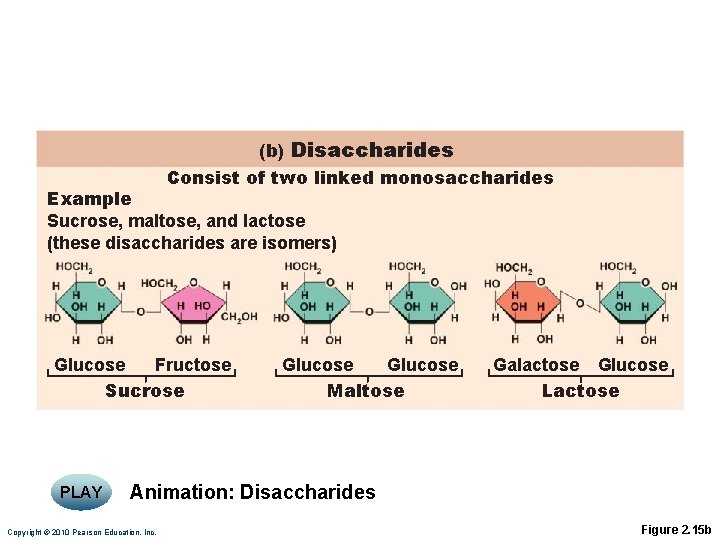 (b) Disaccharides Consist of two linked monosaccharides Example Sucrose, maltose, and lactose (these disaccharides