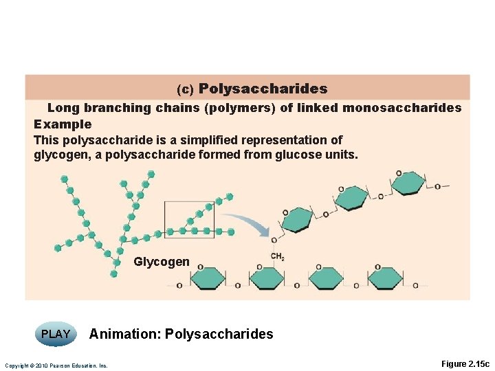 (c) Polysaccharides Long branching chains (polymers) of linked monosaccharides Example This polysaccharide is a