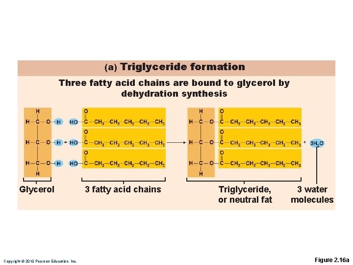 (a) Triglyceride formation Three fatty acid chains are bound to glycerol by dehydration synthesis