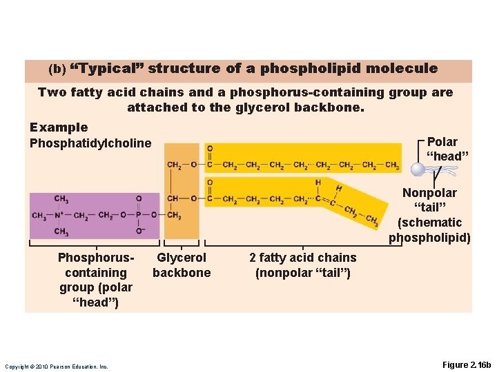 (b) “Typical” structure of a phospholipid molecule Two fatty acid chains and a phosphorus-containing