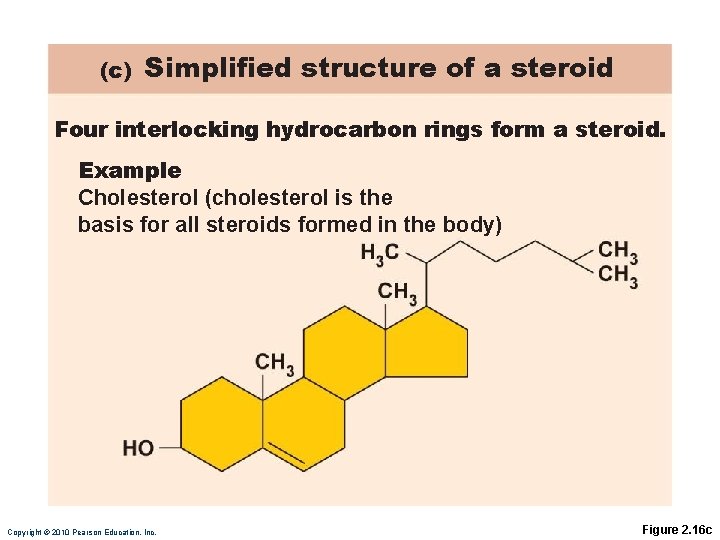 (c) Simplified structure of a steroid Four interlocking hydrocarbon rings form a steroid. Example