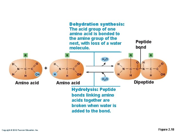Dehydration synthesis: The acid group of one amino acid is bonded to the amine