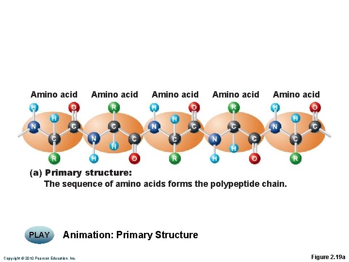 Amino acid Amino acid (a) Primary structure: The sequence of amino acids forms the