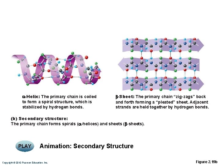 a-Helix: The primary chain is coiled to form a spiral structure, which is stabilized