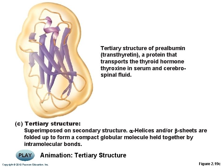 Tertiary structure of prealbumin (transthyretin), a protein that transports the thyroid hormone thyroxine in