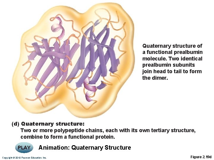 Quaternary structure of a functional prealbumin molecule. Two identical prealbumin subunits join head to