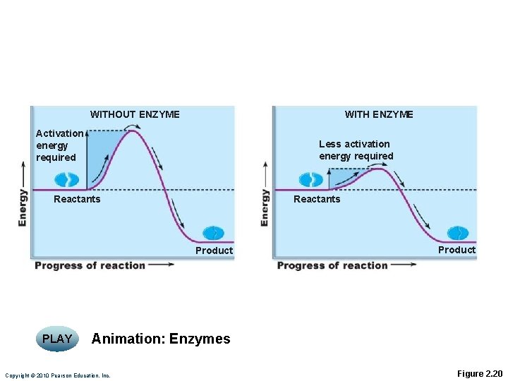 WITHOUT ENZYME WITH ENZYME Activation energy required Less activation energy required Reactants Product PLAY
