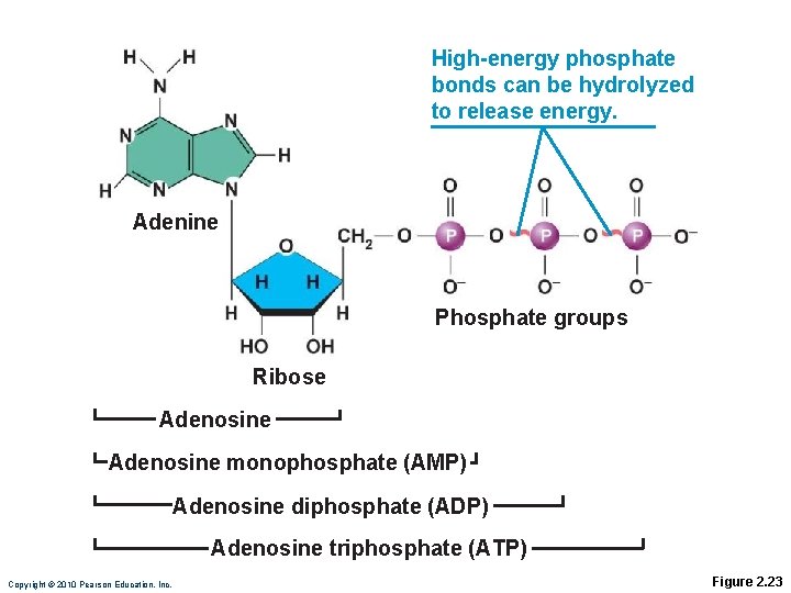 High-energy phosphate bonds can be hydrolyzed to release energy. Adenine Phosphate groups Ribose Adenosine